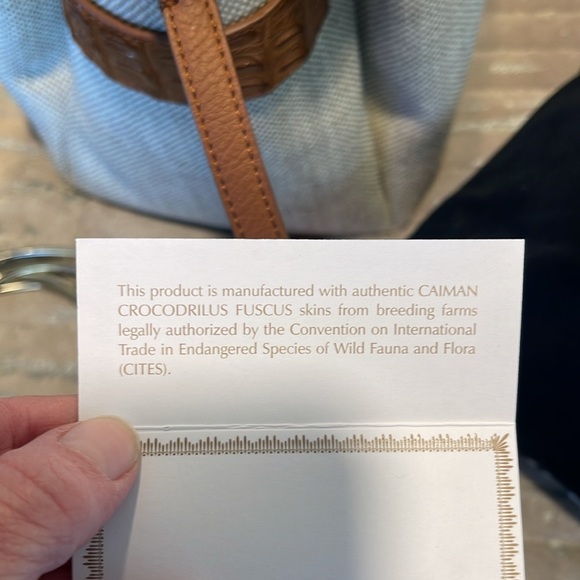 Nancy Gonzalez authentic caiman Crocodrilus fuscus - Picture 8 of 11